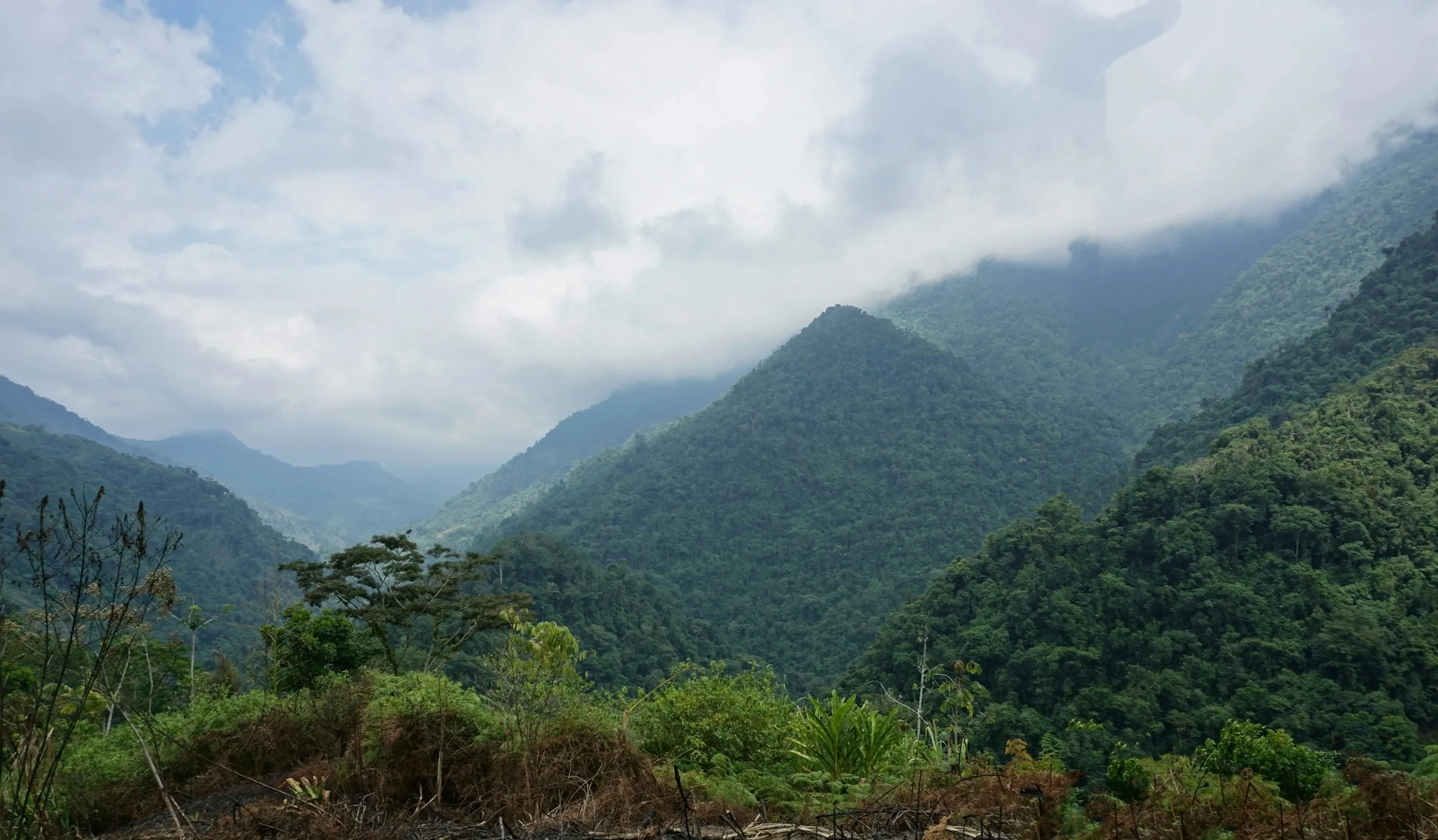 Watusi’s Investment Opportunity